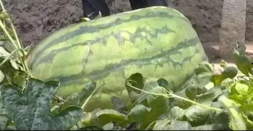 吃八八瓜,探寻夏日消暑佳品