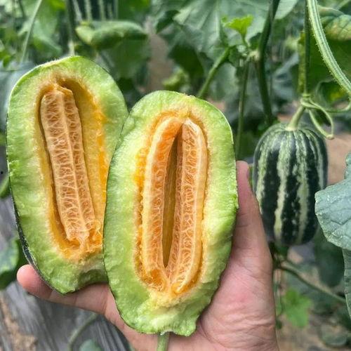 吃八八瓜,探寻夏日消暑佳品