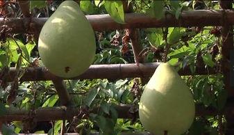 300公里吃瓜,一场味蕾与心灵的深度体验