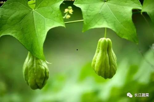 300公里吃瓜,一场味蕾与心灵的深度体验