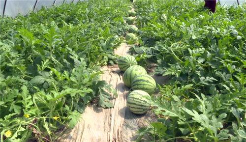 封丘最新吃瓜消息今天,最新“瓜”事揭秘，今日焦点速览！