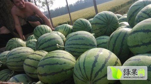 封丘最新吃瓜消息今天,最新“瓜”事揭秘,今日焦点速览!