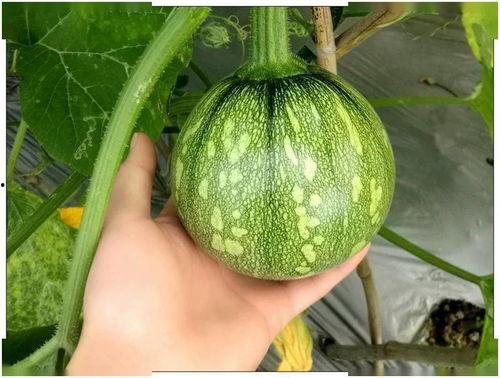 小璇吃瓜,揭秘娱乐圈那些不为人知的幕后故事