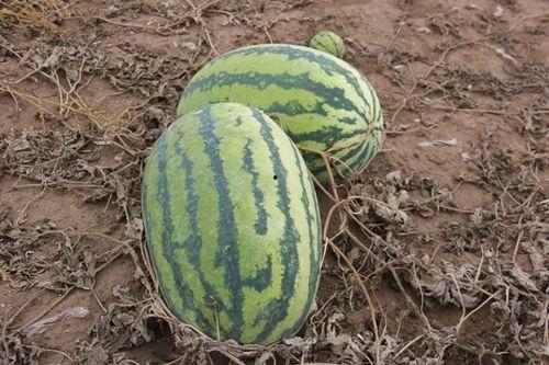 小璇吃瓜,揭秘娱乐圈那些不为人知的幕后故事