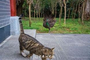 吃瓜打肥猫,趣味横生上演“猫狗大战”