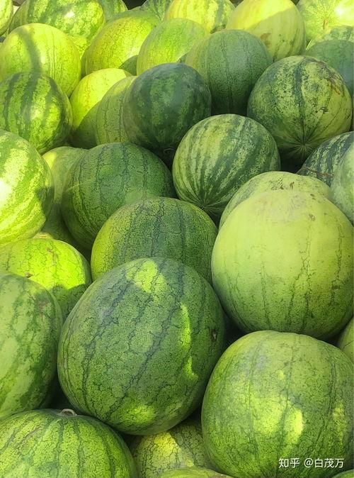 冬天吃籽瓜坏处