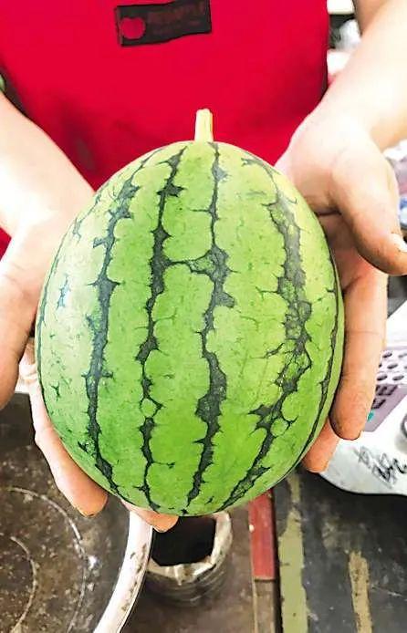 千年吃瓜,探寻千年吃瓜文化传承之旅