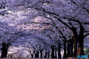 樱花校园吃瓜全集,揭秘吃瓜全集背后的校园秘闻