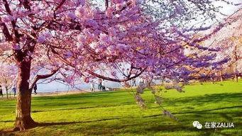 樱花校园吃瓜全集,揭秘吃瓜全集背后的校园秘闻