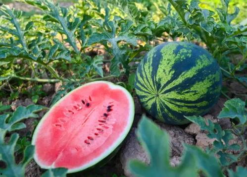 宁明吃瓜,揭秘当地特色美食背后的故事