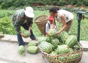 重庆吃瓜哪里好玩,探寻山城美食与娱乐胜地
