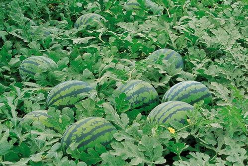 韩城吃瓜的人,吃瓜人生，品味人间烟火